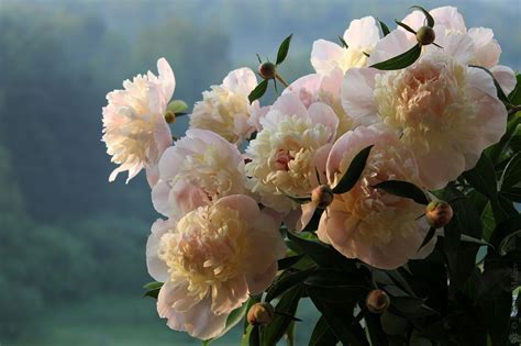 Пион (ботан.): 10 тыс изображений найдено в Яндекс.Картинках | Peonies ...