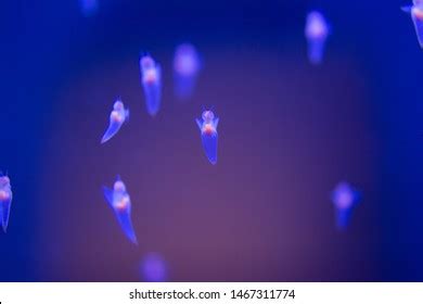 Naked Sea Butterfly Sea Angel Stock Photo Shutterstock