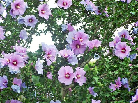Rose Of Sharon Keep Bartow Beautiful