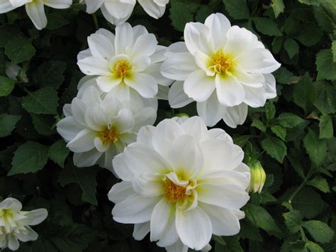 Георгина - Dahlia. Выращивание георгины, уход, размножение. Фото далии