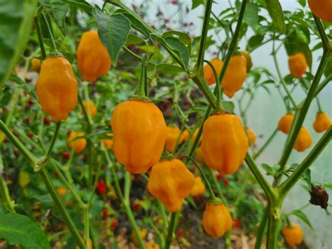 Aji Mango Chilli Seeds South Devon Chilli Farm