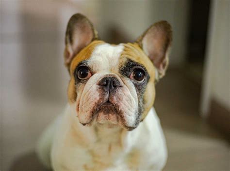 How Do Tricuspid Valve Defects Affect Dogs