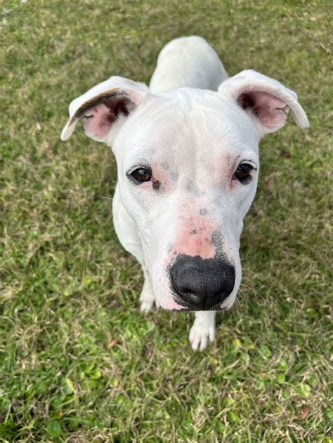 Dog for Adoption - Snoopy the Deaf Dog, a American Bulldog in Daytona