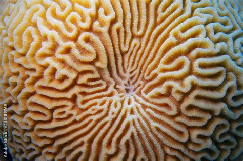 Flora And Fauna Of The Sea And Ocean Under Water Stock Photo Adobe Stock