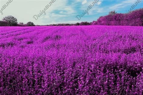 Magical Pink And Purple Infrared Landscape 2371959