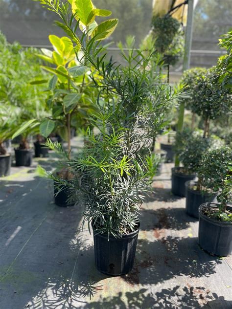 10 Podocarpus Maki Bush El Clair Foliage