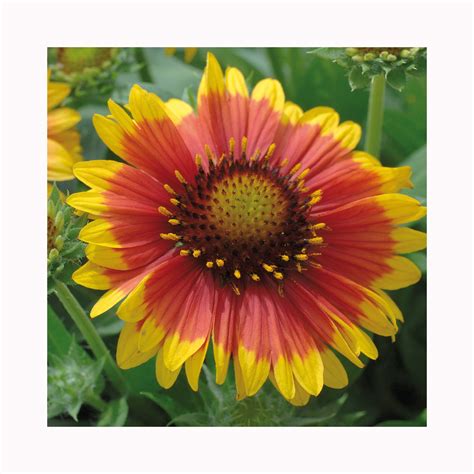Gaillardia Arizona Sun Uk