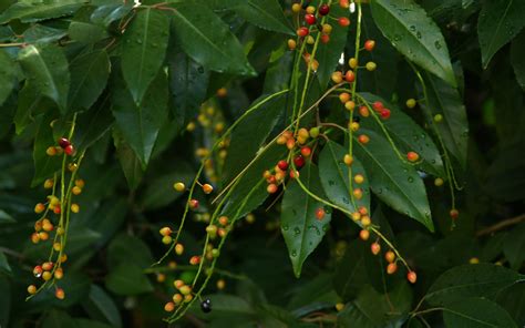 Porque há árvores folhas no outono e inverno Jardim Gulbenkian