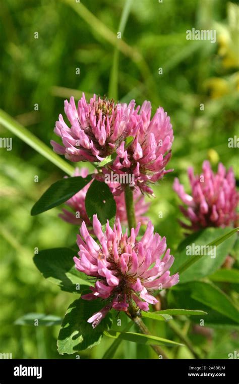 Clover Or Trefoil Are Common Names For Plants Of The Genus Trifolium