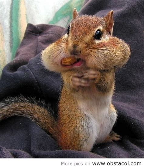 Lunch time | Cute Animal Pics | Pinterest