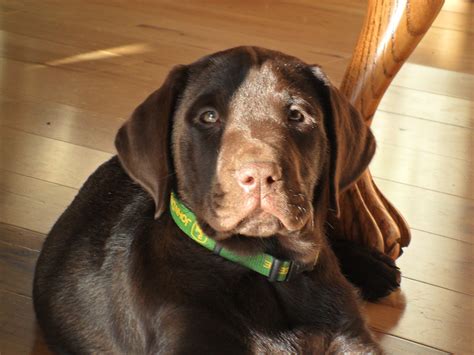 Chocolate Lab Wallpaper 2560x1920 58212