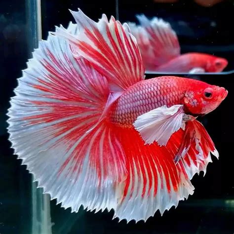 Aquarium Central - Betta (Siamese Fighting Fish) - Premium Lavender ...