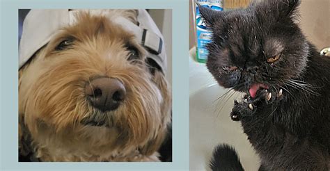 The Pet-Name Trend People Can't Resist - The Atlantic