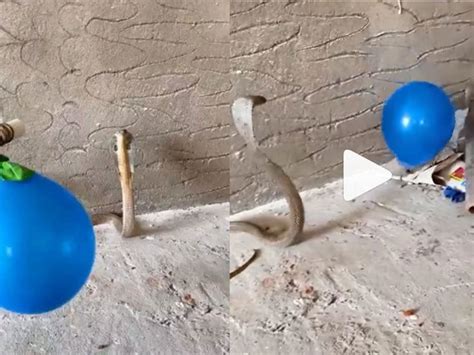 King Cobra: बच्चों की तरह गुब्बारे से खेलने लगे नागराज, प्यारा वीडियो