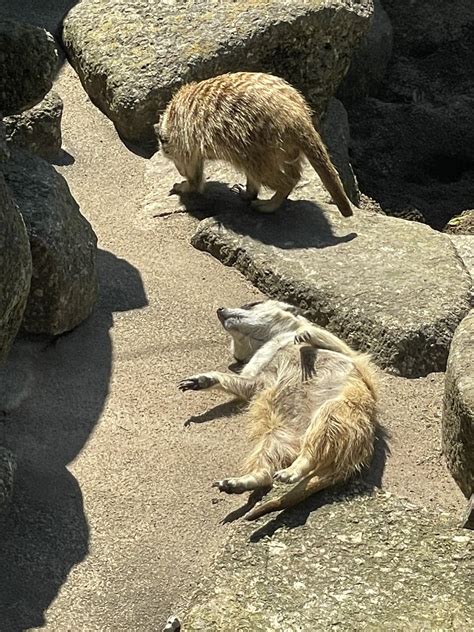 市川市動植物園（公式） On Twitter 毎度のことですが、朝イチでこの姿はドキッとするからやめてよね😆 尋常じゃない雰囲気を醸し出し