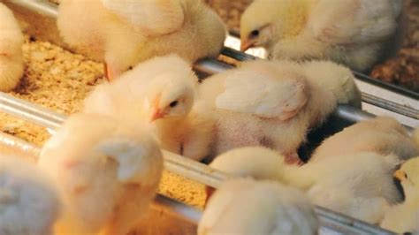 Eye Infections In Chickens 12 Causes And Treatments Unraveling The