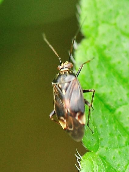 Miridae Plant Bugs Lygus Lineolaris Bugguide Net