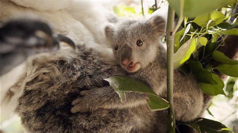 Baby Koalas First Time Out Of Mothers Pouch Youtube