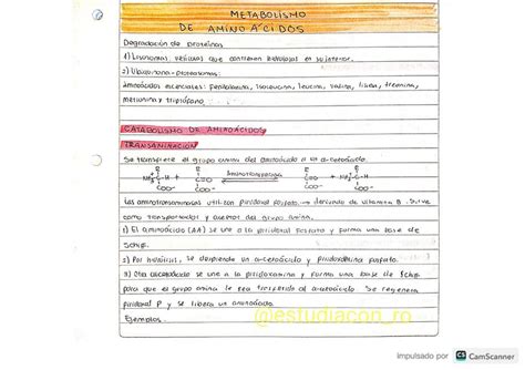 Metabolismo de Aminoácidos Estudia con Ro UNC uDocz