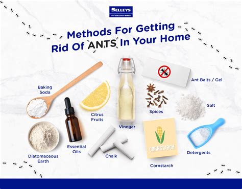 How To Get Rid Of Ants Outside Permanently - Infoupdate.org