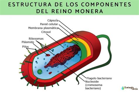 Reino Monera Dibujos