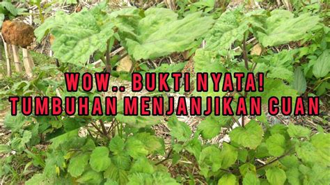 Update Pertumbuhan Nilam Semak Tapi Subur Petani Nilam MERSAKI89