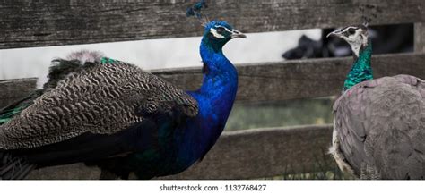 Peacock Peahen Interacting Together Stock Photo 1132768427 | Shutterstock