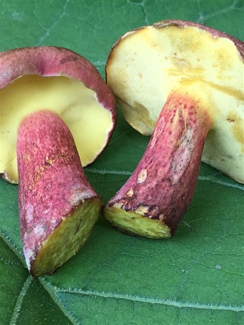 psychedelic boletus bicolor 4