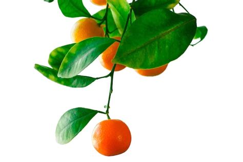 Декоративный мандарин висит на ветке с листьями на белом фоне Свежие ...