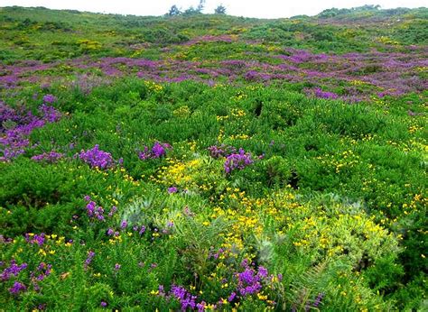 Handmade by Amo'r, Ireland: Jewelry inspired by purple & green, Irish landscapes