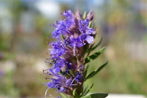 Hyssop Hyssopus Officinalis Growing Guides