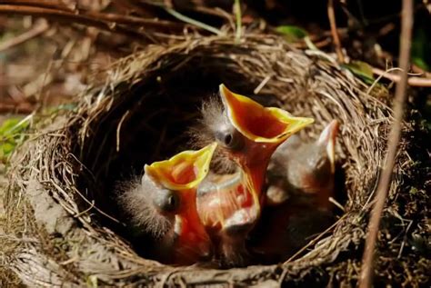 How Long Do Bird Eggs Take To Hatch? (Read THIS First!) - Birding Outdoors