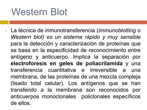 Fundamento Y Procedimiento De Las Pruebas De Western Blot