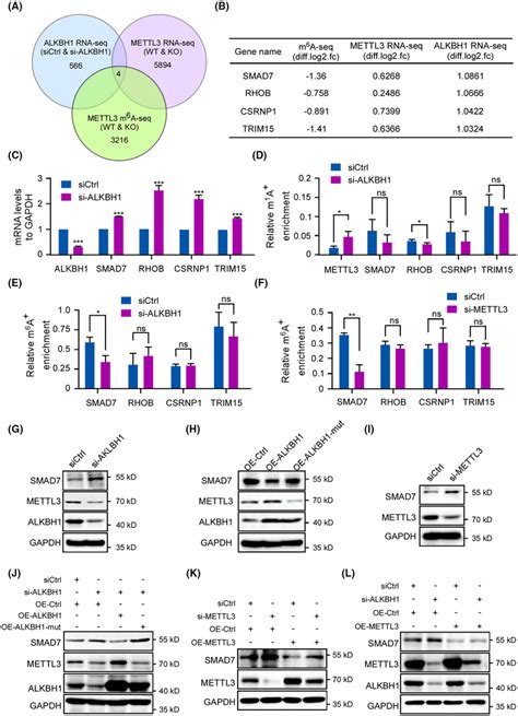 ALKBH1mediated m¹A demethylation of METTL3 mRNA inhibits SMAD7