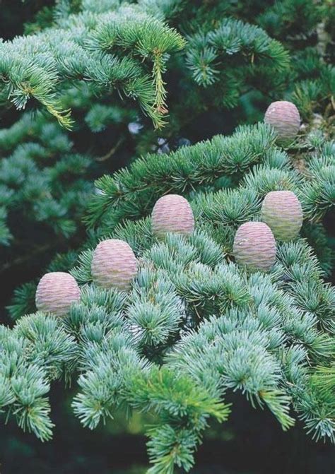 Кедр Атласский (Cedrus Аtlantica) купить почтой в Одессе, Киеве ...