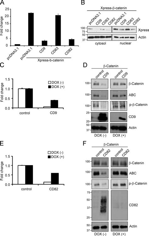 Effects Of Tetraspanins On Tcf Lef Reporter Activity And Levels Of