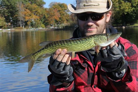 Chain Pickerel Esox niger