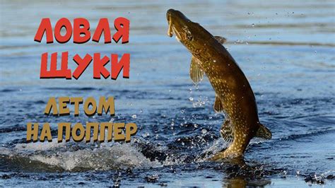 Как я ловлю щуку летом, часть 2. Ловля щуки на поппер. | FishingDaily ...