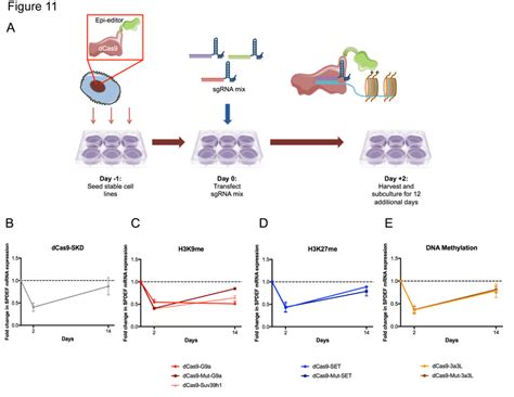 Sustained gene repression by means of epigenetic editing using the ...