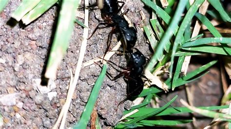 Angry Black Ants 3 Black Ants Fighting Each Other Kaatchi Padhivu