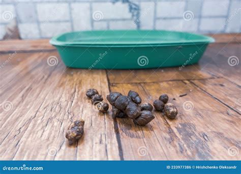 Cat Poop On The Floor Past The Tray Cat Poop On The Floor Stock Photo