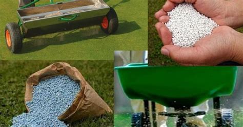 Какие удобрения использовать для газона весной и осенью