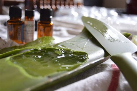 how to apply aloe vera plant on hair