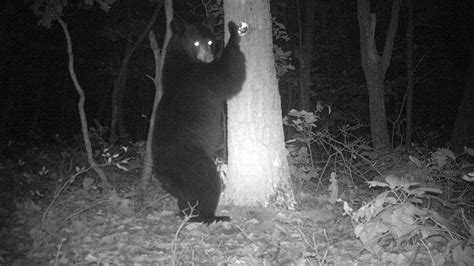 ‘Oh, Hi There.’ Forest Cam Captures the Secret Lives of Animals. - The