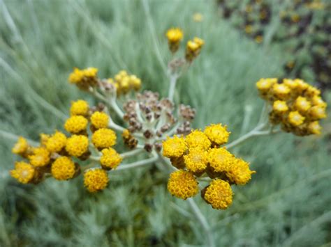 Smil Icicles Helichrysum Stoechas Icicles Zahradnictví Flos