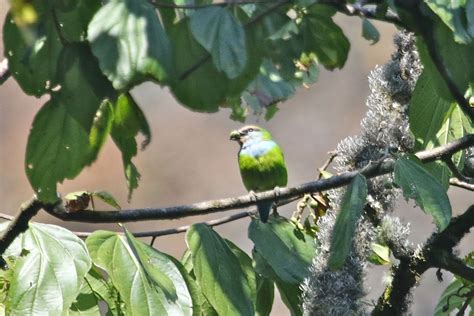 Bwindi Forest Birding Safaris — Best Birding Trips In Uganda
