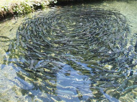 картинки : воды, Пруд, поток, Пища, водоросли, рыба, есть, Водоросли ...