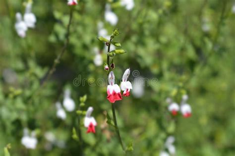 Baby Sage Hot Lips Stock Image Image Of Nature Flower