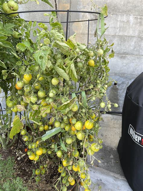 Can I still eat these tomatoes? : r/vegetablegardening