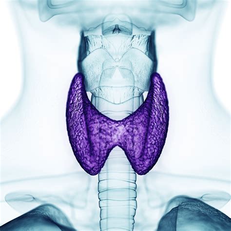 Cirurgia Da Tireoide Saiba Mais Cl Nica Vergilius